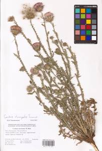 Carduus hamulosus subsp. stenocephalus (Tamamsch.) Greuter, Eastern Europe, Lower Volga region (E9) (Russia)