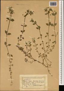 Stellaria, South Asia, South Asia (Asia outside ex-Soviet states and Mongolia) (ASIA) (India)