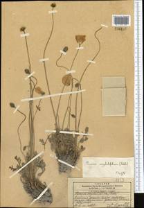 Papaver croceum Ledeb., Middle Asia, Pamir & Pamiro-Alai (M2) (Kyrgyzstan)