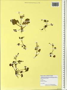 Ranunculus sardous Crantz, Caucasus, Black Sea Shore (from Novorossiysk to Adler) (K3) (Russia)