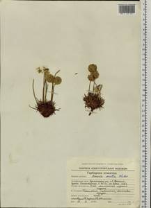 Armeria maritima subsp. sibirica (Turcz. ex Boiss.) Nyman, Siberia, Chukotka & Kamchatka (S7) (Russia)