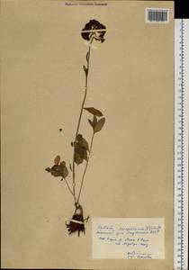 Hylotelephium telephium subsp. telephium, Siberia, Yakutia (S5) (Russia)
