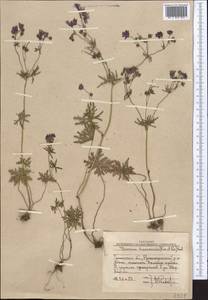 Geranium linearilobum DC. in Lam. & DC., Middle Asia, Western Tian Shan & Karatau (M3) (Uzbekistan)