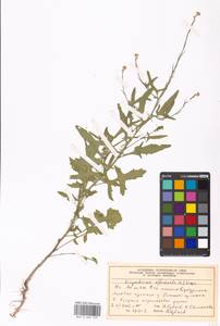 Sisymbrium officinale (L.) Scop., Eastern Europe, Moscow region (E4a) (Russia)