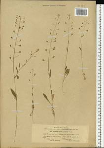 Capsella bursa-pastoris (L.) Medik., Eastern Europe, South Ukrainian region (E12) (Ukraine)