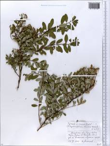 Spiraea ×cinerea Zabel, Eastern Europe, Moscow region (E4a) (Russia)