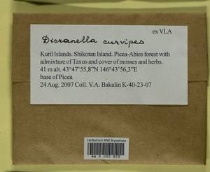 Dicranella curvipes (Lindb.) Ignatov, Bryophytes, Bryophytes - Russian Far East (excl. Chukotka & Kamchatka) (B20) (Russia)