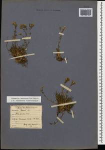 Cherleria circassica (Albov) A. J. Moore & Dillenb., Caucasus, North Ossetia, Ingushetia & Chechnya (K1c) (Russia)
