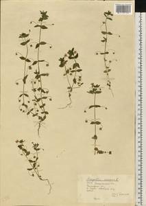 Lysimachia arvensis (L.) U.Manns & Anderb., Eastern Europe, West Ukrainian region (E13) (Ukraine)