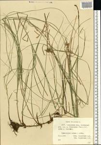 Carex brizoides L., Eastern Europe, Belarus (E3a) (Belarus)