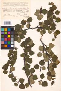 Betula pubescens var. pubescens, Eastern Europe, Northern region (E1) (Russia)