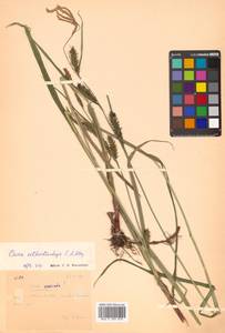 Carex sordida Van Heurck & Müll.Arg., Siberia, Russian Far East (S6) (Russia)