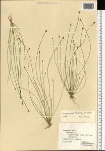 Eleocharis ovata (Roth) Roem. & Schult., Eastern Europe, Central region (E4) (Russia)