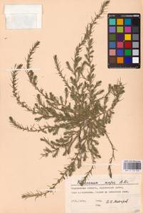 Polycnemum majus A. Braun, Eastern Europe, North Ukrainian region (E11) (Ukraine)