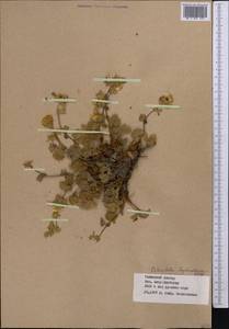 Potentilla tephroleuca (Th. Wolf) B. Fedtsch., Middle Asia, Western Tian Shan & Karatau (M3) (Kazakhstan)
