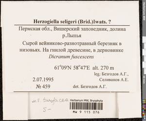 Herzogiella turfacea (Lindb.) Z. Iwats., Bryophytes, Bryophytes - Permsky Krai, Udmurt Republic, Sverdlovsk & Kirov Oblasts (B8) (Russia)