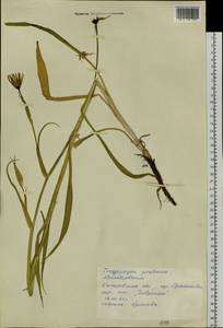 Tragopogon pratensis L., Siberia, Altai & Sayany Mountains (S2) (Russia)