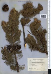Pinus mugo Turra, Western Europe (EUR) (Bulgaria)