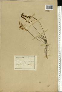 Astragalus varius S.G.Gmel., Eastern Europe, South Ukrainian region (E12) (Ukraine)