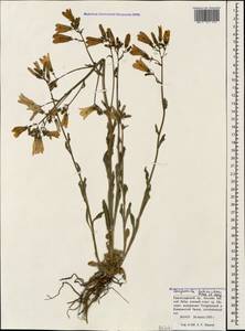 Campanula sibirica subsp. hohenackeri (Fisch. & C.A.Mey.) Damboldt, Caucasus, Krasnodar Krai & Adygea (K1a) (Russia)
