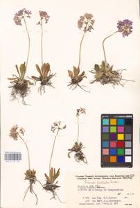 Primula fistulosa Turkev., Siberia, Russian Far East (S6) (Russia)