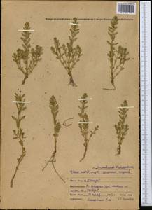 Lysimachia maritima (L.) Galasso, Banfi & Soldano, Middle Asia, Northern & Central Kazakhstan (M10) (Kazakhstan)