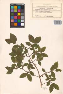 Lonicera caerulea L., Eastern Europe, Estonia (E2c) (Estonia)