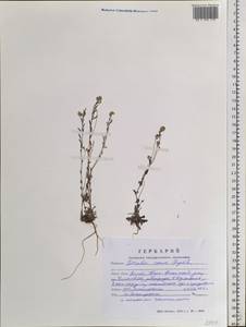 Draba cana Rydb., Siberia, Altai & Sayany Mountains (S2) (Russia)