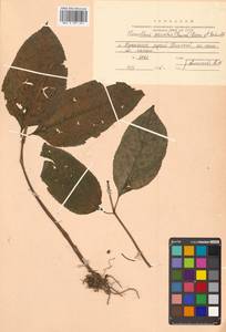 Chloranthus serratus (Thunb.) Roem. & Schult., Siberia, Russian Far East (S6) (Russia)