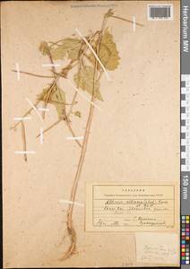 Alliaria petiolata (M.Bieb.) Cavara & Grande, Middle Asia, Kopet Dag, Badkhyz, Small & Great Balkhan (M1) (Turkmenistan)