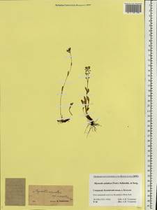 Myosotis alpestris F. W. Schmidt, Eastern Europe, Northern region (E1) (Russia)