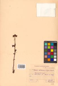 Phedimus selskanianus (Regel & Maack) 't Hart, Siberia, Russian Far East (S6) (Russia)