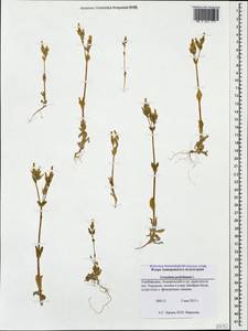 Dichodon perfoliatum (L.) Á. Löve & D. Löve, Caucasus, Azerbaijan (K6) (Azerbaijan)