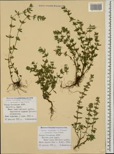 Clinopodium acinos (L.) Kuntze, Caucasus, North Ossetia, Ingushetia & Chechnya (K1c) (Russia)