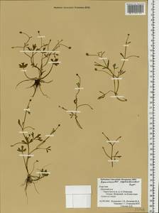 Ranunculus reptabundus Rupr., Eastern Europe, Northern region (E1) (Russia)