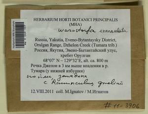 Sarmentypnum exannulatum (Schimp.) Hedenäs, Bryophytes, Bryophytes - Yakutia (B19) (Russia)