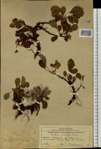 Salix sphenophylla A. K. Skvortsov, Siberia, Chukotka & Kamchatka (S7) (Russia)