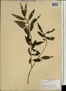 Primulaceae, South Asia, South Asia (Asia outside ex-Soviet states and Mongolia) (ASIA) (India)