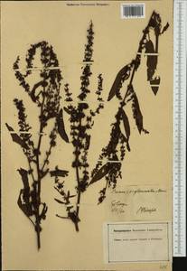 Rumex conglomeratus Murray, Western Europe (EUR) (Germany)