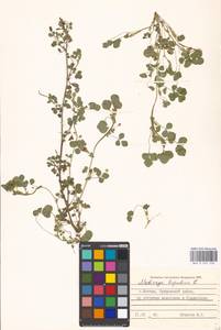 Medicago lupulina L., Eastern Europe, Moscow region (E4a) (Russia)