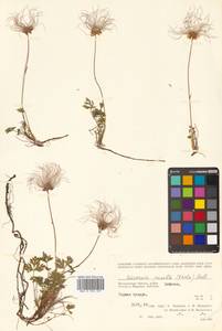 Geum selinifolium (Fisch. ex F. Schmidt) Hultén, Siberia, Chukotka & Kamchatka (S7) (Russia)