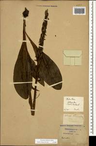 Platanthera bifolia (L.) Rich., Caucasus, Krasnodar Krai & Adygea (K1a) (Russia)