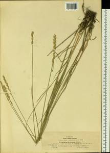 Kengyilia kryloviana (Schischk.) C.Yen, J.L.Yang & B.R.Baum, Siberia, Western (Kazakhstan) Altai Mountains (S2a) (Kazakhstan)