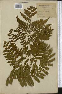 Cyathea caracasana (Kl.) Domin, America (AMER) (Colombia)
