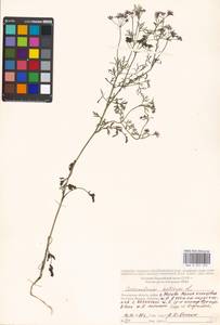 Coriandrum sativum L., Eastern Europe, Moscow region (E4a) (Russia)