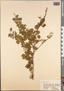 Cotoneaster, Middle Asia, Northern & Central Tian Shan (M4) (Kyrgyzstan)