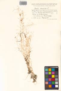 Draba nemorosa L., Siberia, Russian Far East (S6) (Russia)