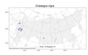 Crataegus nigra Waldst. & Kit., Atlas of the Russian Flora (FLORUS) (Russia)