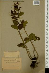 Betonica macrantha K.Koch, Caucasus, Dagestan (K2) (Russia)