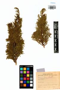 Juniperus pseudosabina Fisch. & C.A.Mey., Siberia, Baikal & Transbaikal region (S4) (Russia)